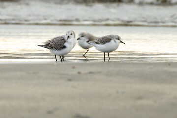 Obraz premium Sanderling (Calidris alba) on Bull Island Shore, Dublin – Commonly Found on Sandy Beaches