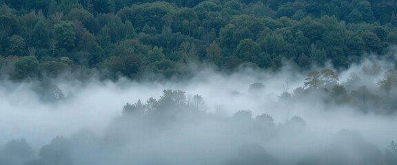 Obraz premium Fog in nature, cities and villages with misty forest landscape