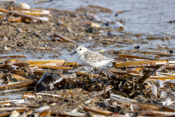 Sanderling (Calidris alba) on Bull Island Shore, Dublin – Commonly Found on Sandy Beaches