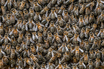 Bienen an einem Bienenstock