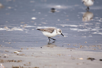 Sanderling (Calidris alba) on Bull Island Shore, Dublin – Commonly Found on Sandy Beaches
