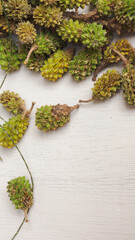 Green pine cones on a wooden table