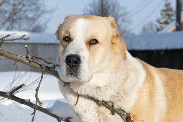 Central Asian Shepherd Dog male adult alabai breed guards domain territory bitten off branch tree snow winter snowdrifts white background