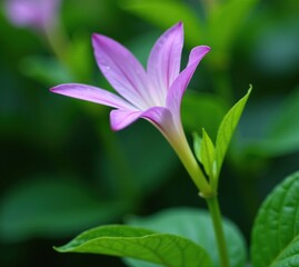 Fototapeta premium Petal unfurls on a slender stem amidst lush green foliage, petals, delicate purple flower