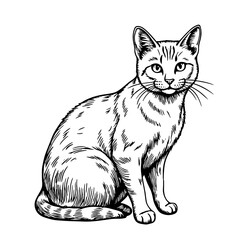 Obraz premium Rural barn cat sitting gracefully on white background, pet symbolism