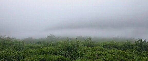 Fog in nature, cities and villages with misty forest landscape
