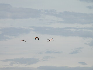 AVES