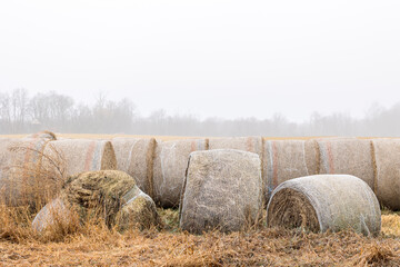 Net-wrapped round bales of hay in a row in a field, with some bales rotting, on a foggy day.  © Margaret Burlingham
