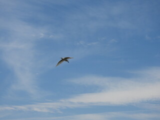 AVES