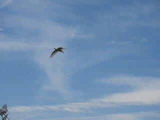 Fototapeta premium AVES