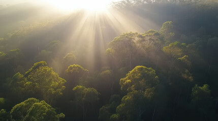 Fototapeta premium Serene misty rainforest sunrise sunlight filtering through canopy, evokes peace and tranquility