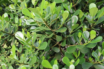 Planta verde de un jardín en Costa Rica.