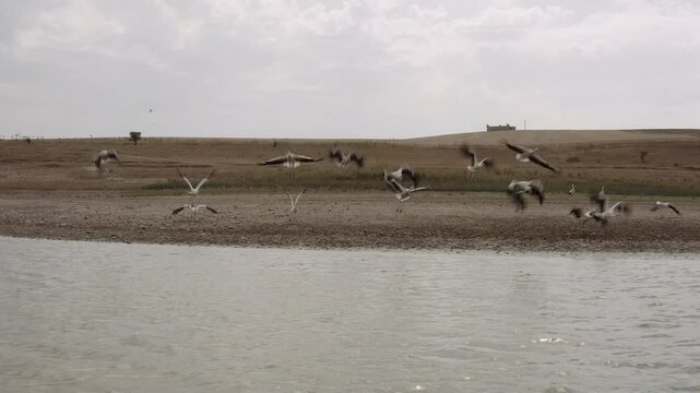Land emerged in the Basentello dam lake during a period of extreme drought that is affecting southern Italy due to high temperatures and low rainfall. Matera - Basilicata - Italy -