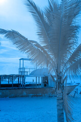 infrared photo of palm tree on a beach with boat in background