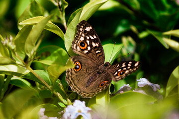 butterfly on a leaf