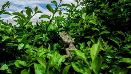 lizard on the plant