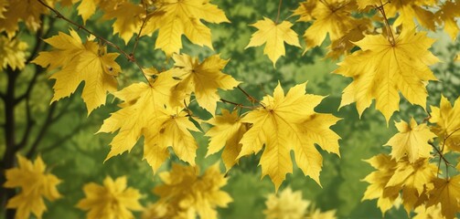Golden maple leaves against a soft yellow-green background, autumn, foliage