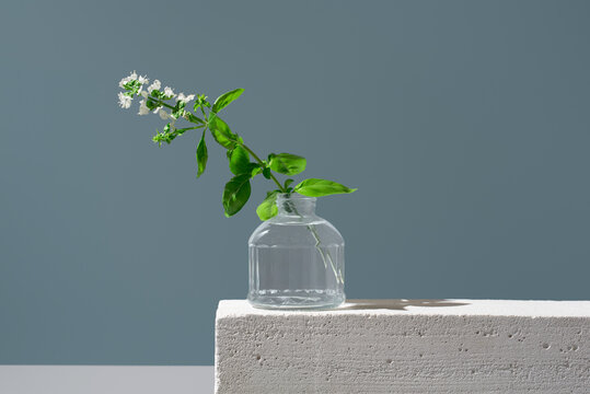 Fresh Basil Branch in Bloom Inside Transparent Vase