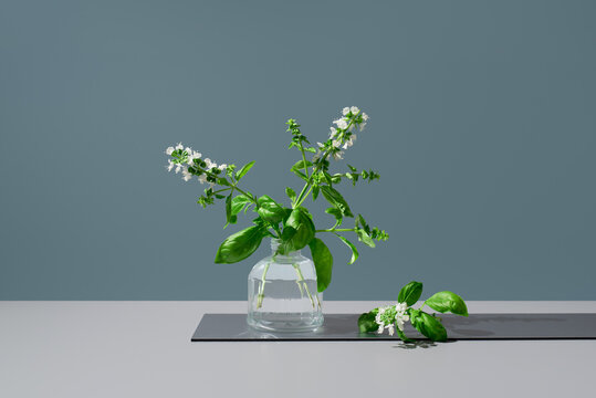 Blooming basil branch in a glass vase on a gray background