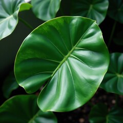 Single large Monstera Philodendron leaf on the ground, leaf, philodendron, solitary
