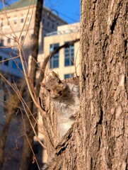 Curious Squirrel on Tree in Urban Park