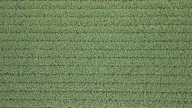 Drone. Vista su Campo di finocchi 