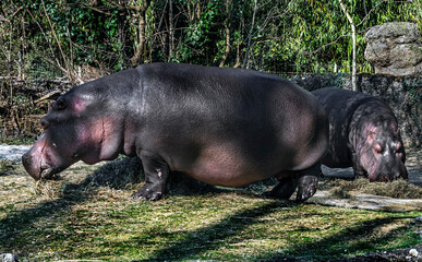 Two hippopotamuses eating hay.  latin name - hippopotamus amphibios