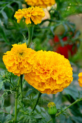 closeup the yellow marigold flower with bud growing with leaves in the garden soft focus green brown background.