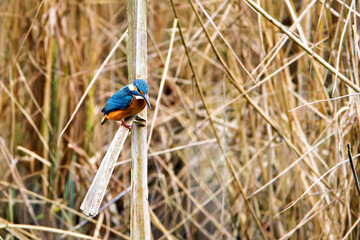 A European common Kingfisher in the Reets