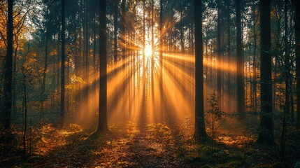 Fototapeta premium Serene autumn glow radiant sunlight through enchanted forest trees