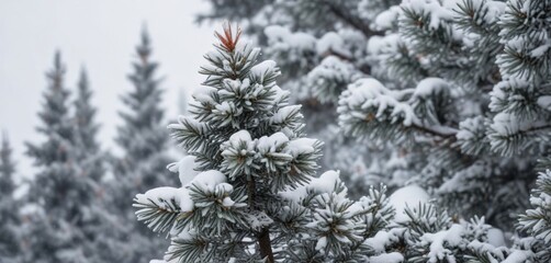 Snow-covered blue spruce tree against a grey and white sky, cold weather, frosty atmosphere, cloudy day