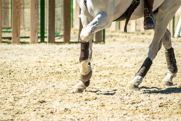 view of the legs of a lusitano thoroughbred white horse at an equestrian competition event,...