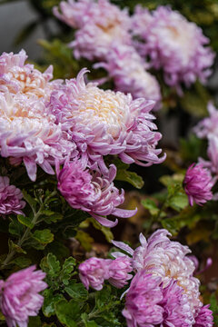 Pink chrysanthemums blooming in lush autumn foliage