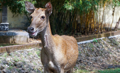 A deer stands in a grassy area