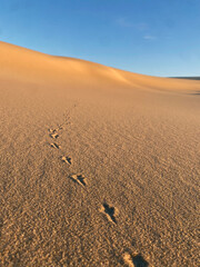 A close-up of bird footprints in the sand of a dune, with delicate, detailed imprints left by the birds, showcasing the natural beauty of the landscape