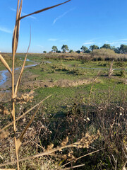 Salt marshes of the Arcachon Bay, featuring lush vegetation, calm waters, and a tranquil natural...