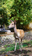 A deer stands in a grassy area