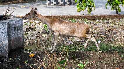 A deer stands in a grassy area