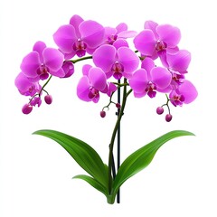 Pink Orchids in Bloom: Nature's Elegant Artwork