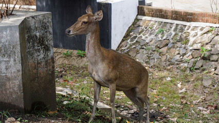 A deer stands in a grassy area