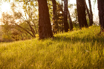 Picturesque lawn on the edge of a birch grove on a sunny day