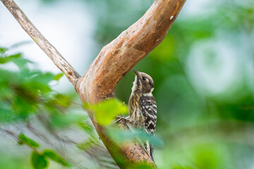 木にとまるコゲラ