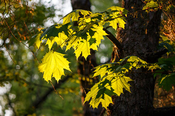 Forest background with maple leaves illuminated by the sun