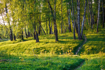 View of a beautiful birch grove surrounded by green flora