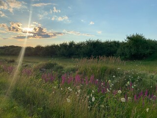 This photo showcases a vibrant field of wildflowers bathed in the golden light of the setting sun. 