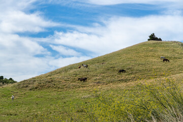 Obraz premium landscape with cows and clouds