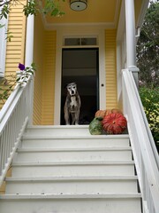 The photo features a dog standing on the front steps of a yellow-painted house, with pumpkins placed beside it, creating a warm autumn vibe.