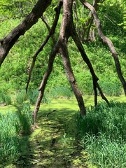 This image captures an intriguing natural scene featuring a tree with multiple branches that create a striking, leg-like formation, arching over a path leading into a tranquil wetland area.