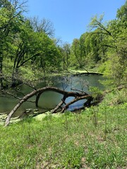 This serene image captures a peaceful scene in nature with a vibrant green landscape. A tranquil stream winds through the forest, surrounded by lush trees and overgrown foliage. 