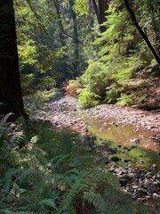 This image captures a serene view of a dry creek bed meandering through a lush forest of tall redwood trees. 